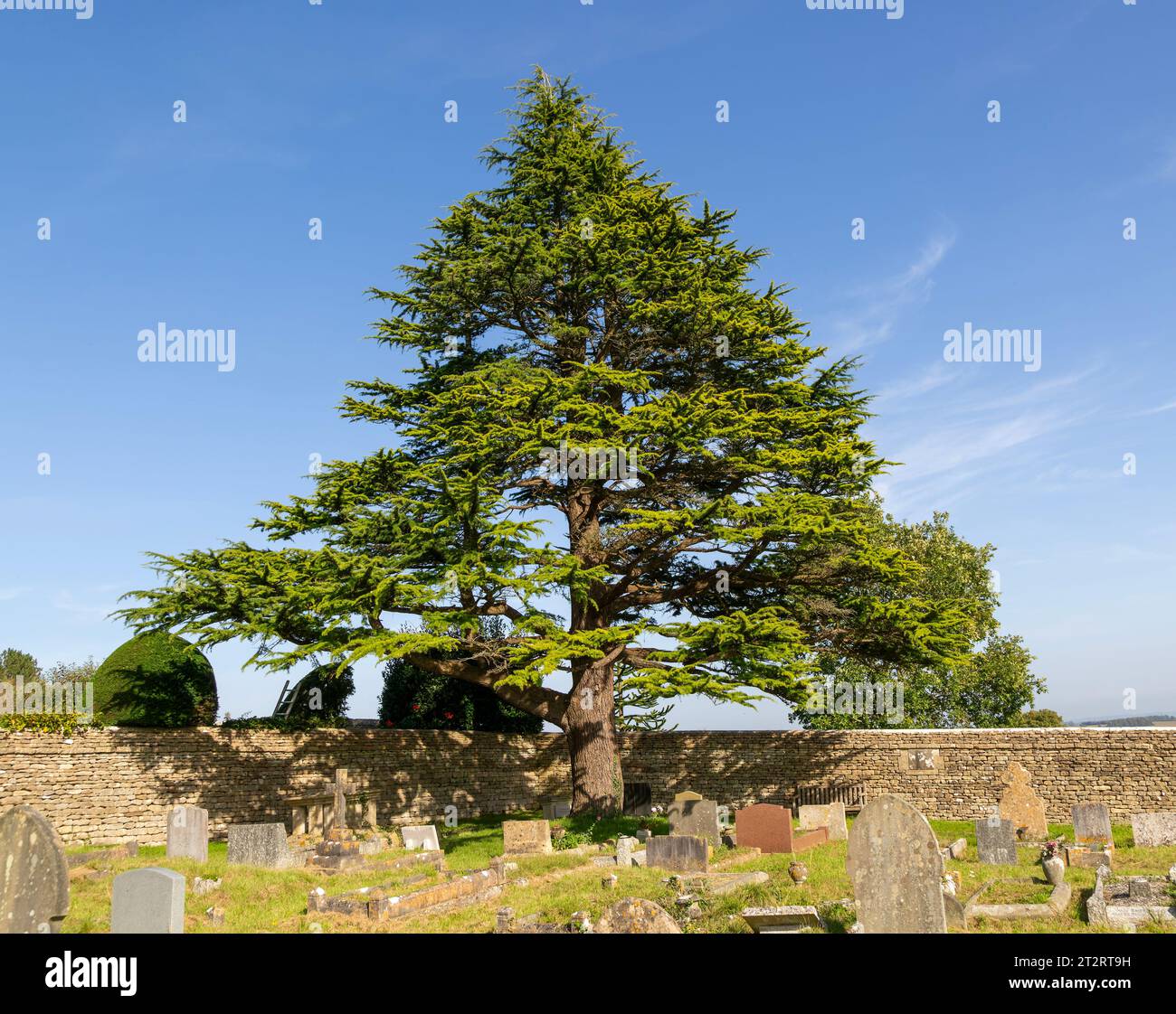Arbre de cèdre de l'Atlas, Cedrus Atlantica, dans le cimetière rural avec des pierres tombales, Colerne, Wiltshire, Angleterre, Royaume-Uni Banque D'Images