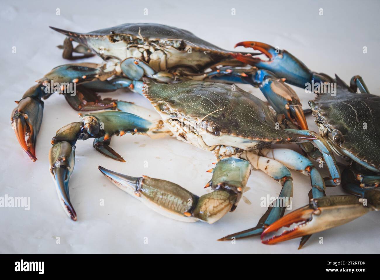 Callinectes sapidus, crabe bleu, espèce envahissante de crabe originaire des eaux de l'ouest de l'océan Atlantique et du golfe du Mexique dans un marché aux poissons Banque D'Images