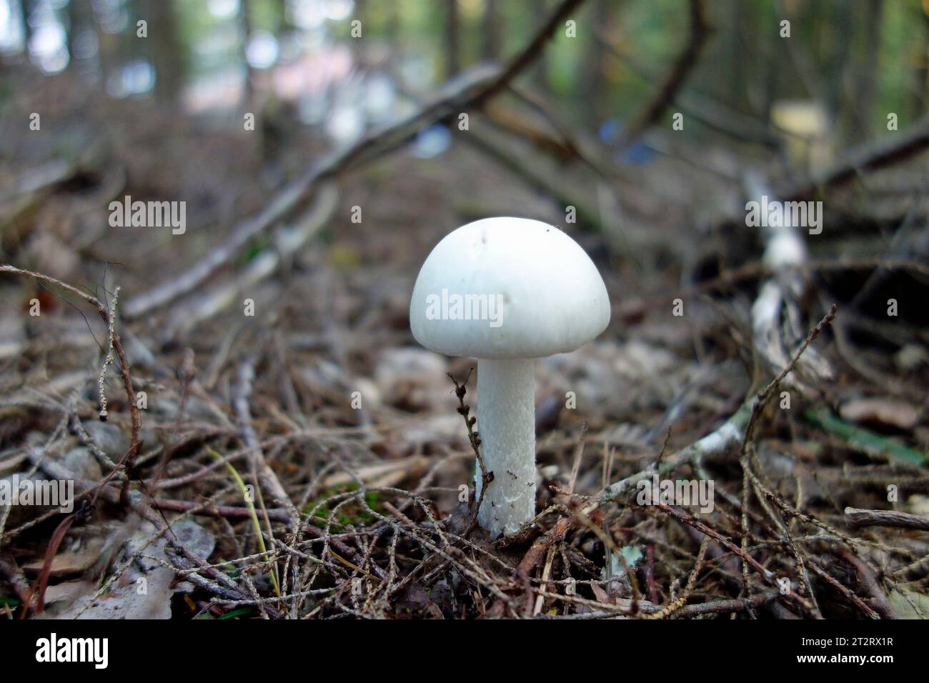 Amanita virosa, communément connu comme l'ange destructeur européen, est un champignon basidiomycète toxique mortel, l'un des nombreux du genre Amanita. Occurri Banque D'Images