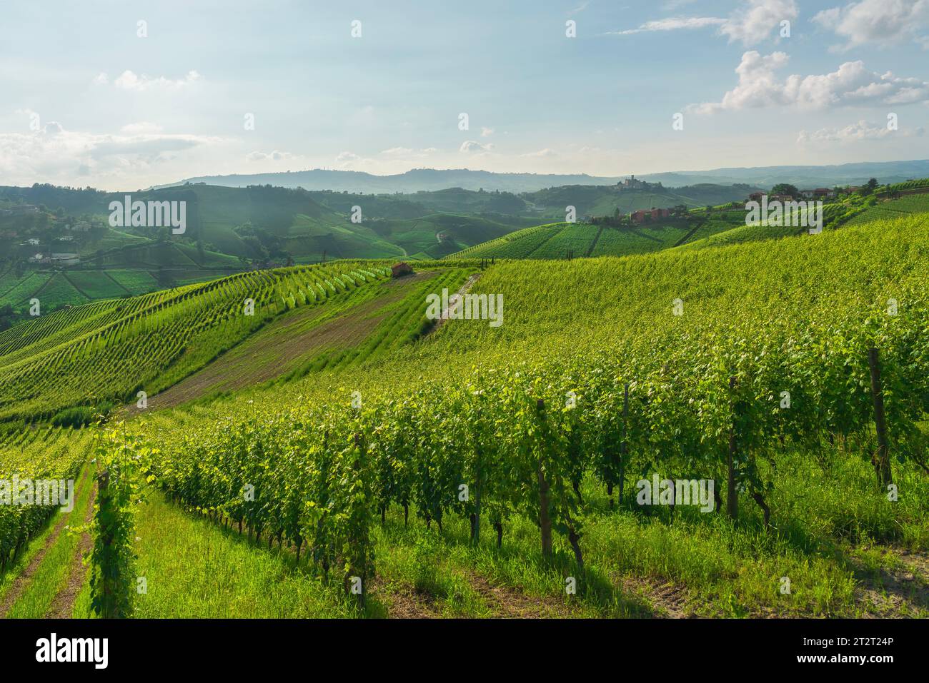 Paysage des vignobles de Langhe et village de Castiglione Falletto au sommet de la colline, site classé au patrimoine mondial de l'UNESCO, région du Piémont, Italie, Europe. Banque D'Images