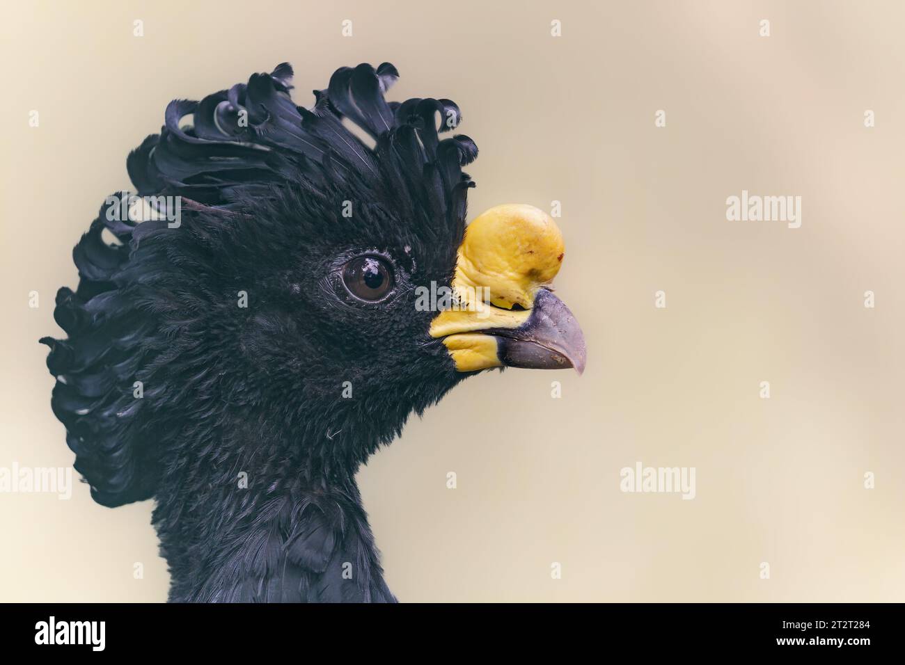 Vue rapprochée d'un mâle Grand curassow (Crax rubra) Banque D'Images