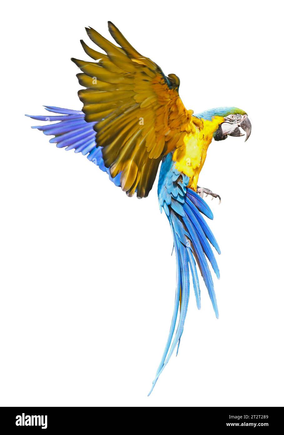 Vue rapprochée d'un maca bleu et jaune volant (Ara ararauna), isolé sur fond blanc Banque D'Images