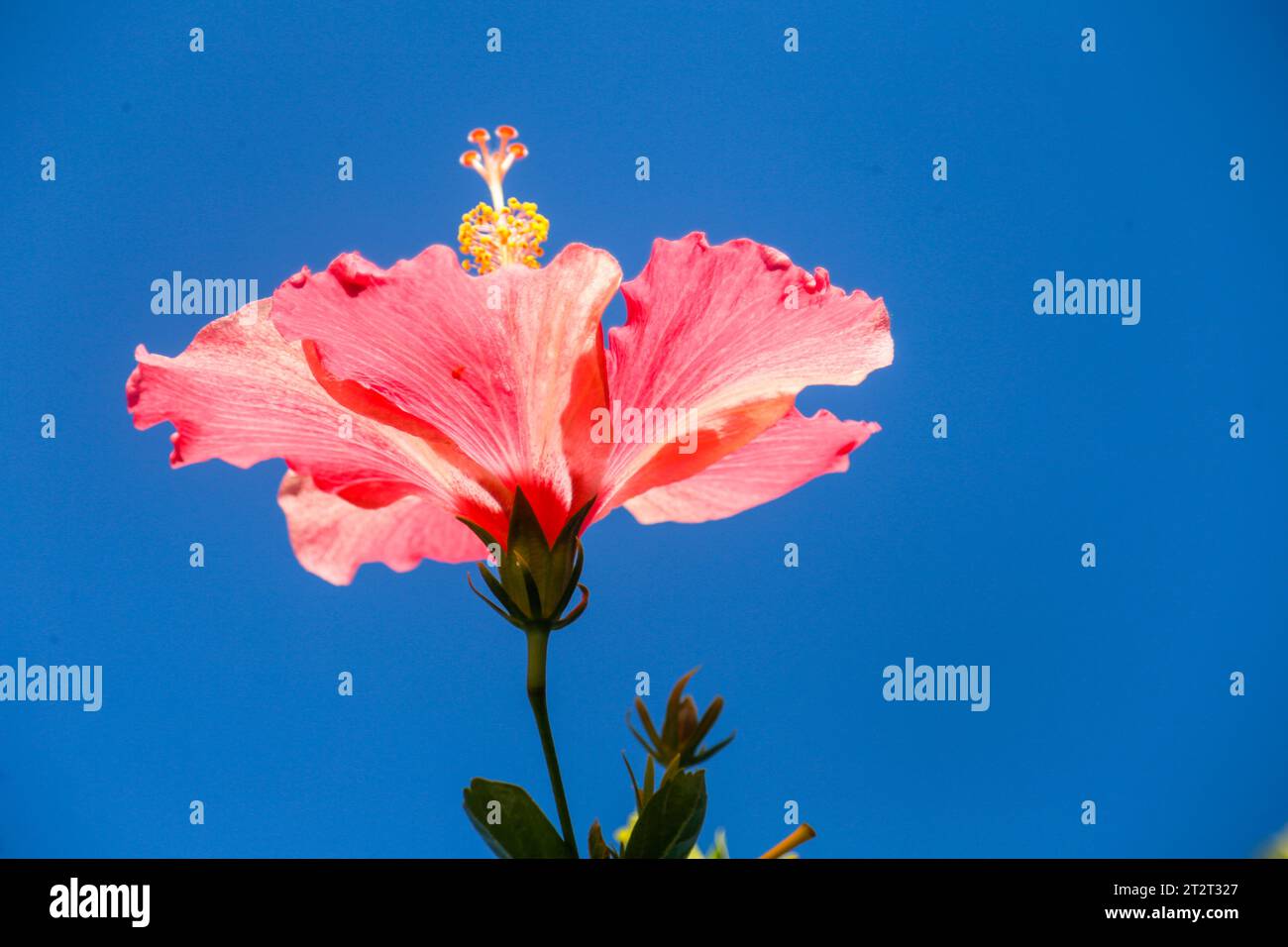 Hibiscus rouge dans mon jardin Banque D'Images