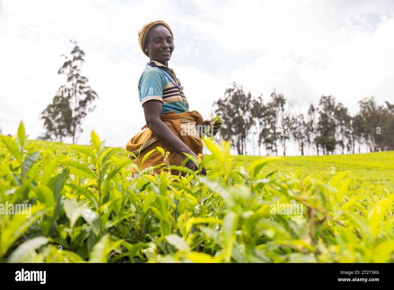 Une agricultrice africaine mûre et souriante travaille dans les champs de thé au Cameroun. Banque D'Images