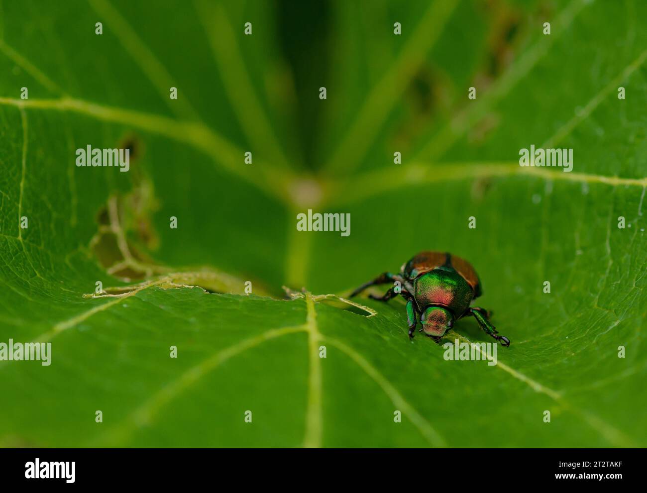 Coléoptère japonais mangeant une feuille de vigne dans un vignoble Banque D'Images