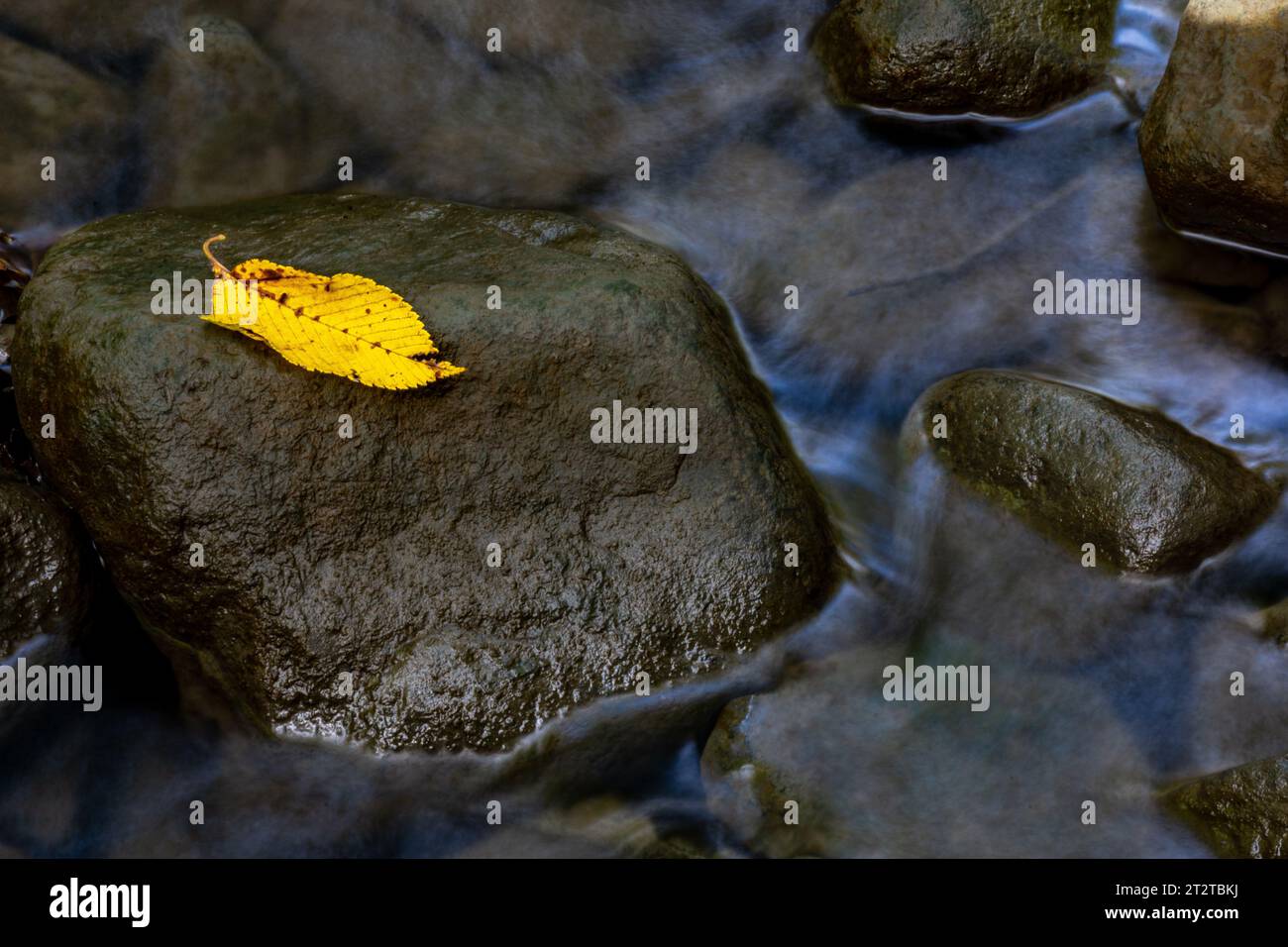 Feuille jaune sur un rocher dans un ruisseau Banque D'Images