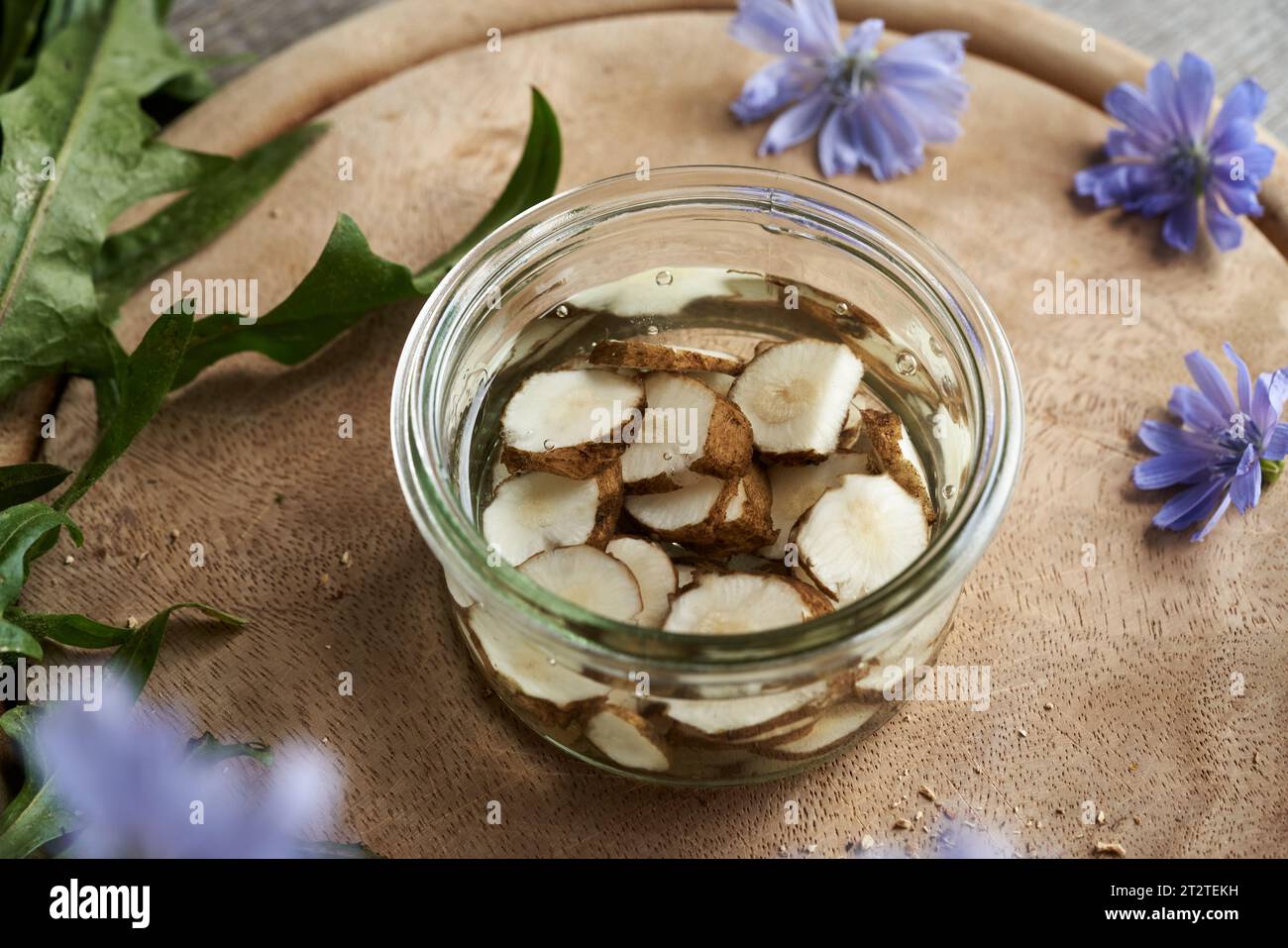 Tranche de racine de chicorée fraîche et d'alcool dans un bocal en verre - préparation de teinture maison Banque D'Images