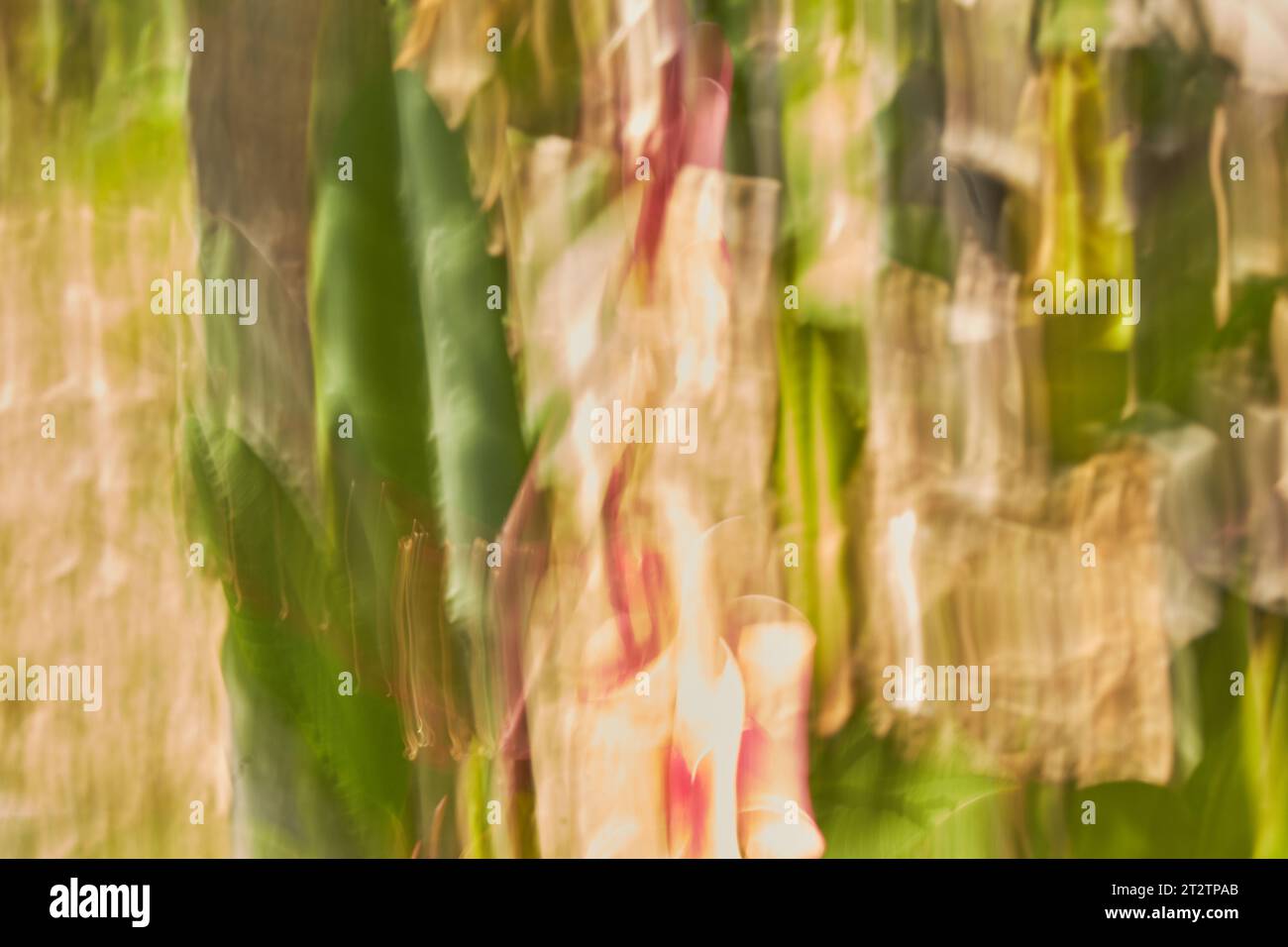 ICM-caméra intentionnelle photographie de mouvement, flou intentionnel !! Banque D'Images