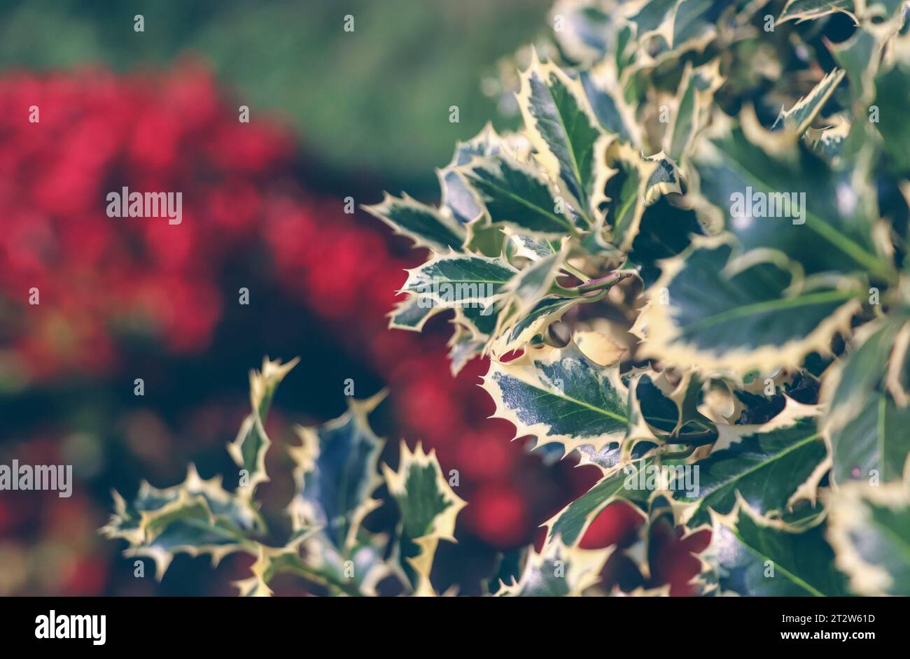 Branche Holly pour fond de Noël. Ilex Twig. Banque D'Images