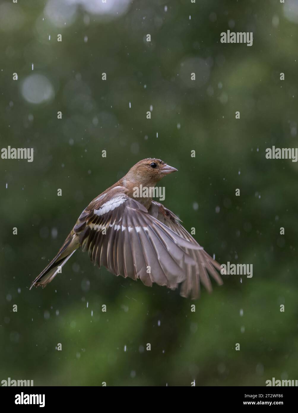 Chaffinch eurasien [ Fringilla coelebs ] oiseau femelle en vol sous la pluie avec des reflets de bokeh hors foyer en arrière-plan Banque D'Images