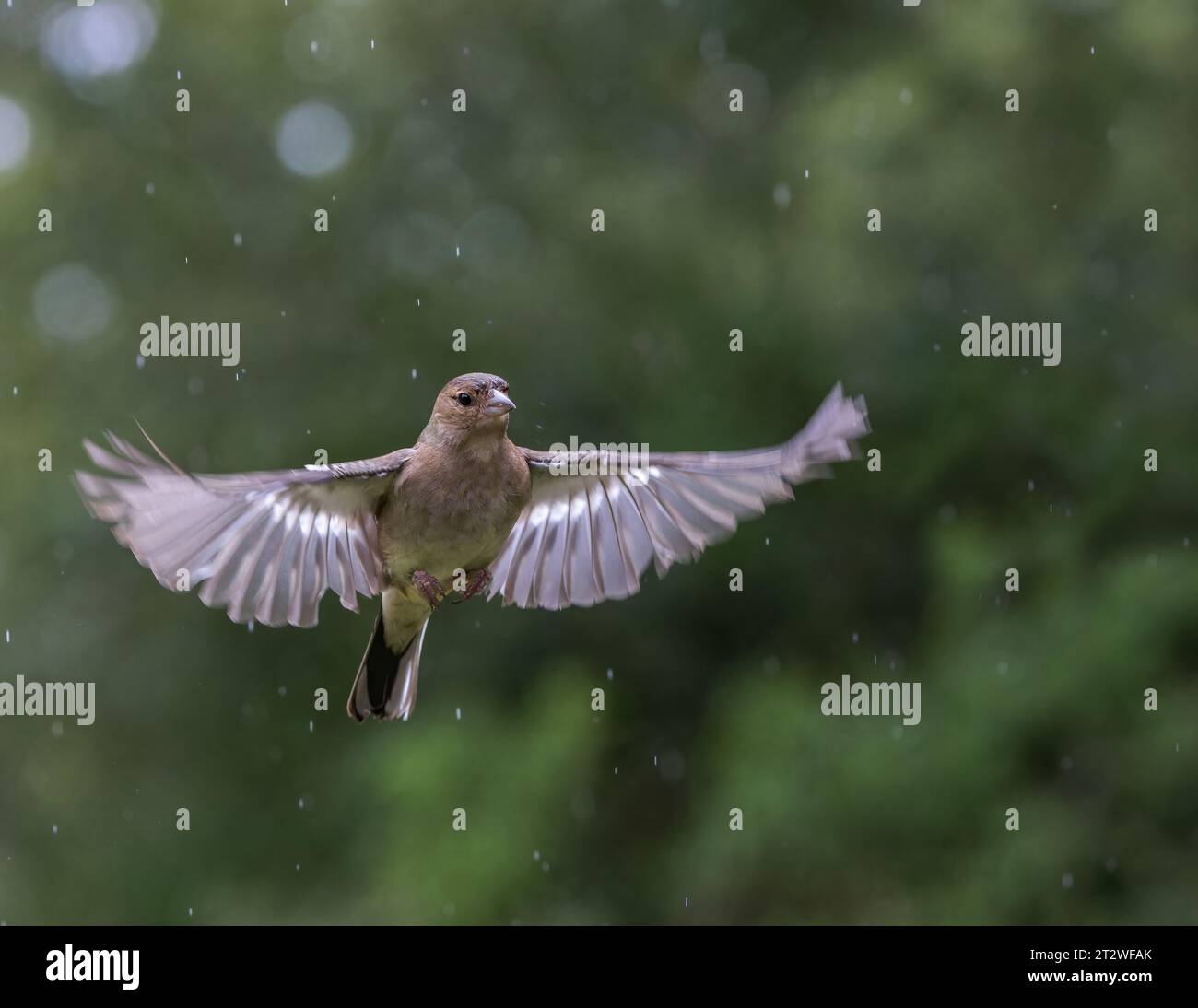 Chaffinch eurasien [ Fringilla coelebs ] oiseau femelle en vol sous la pluie avec des reflets de bokeh hors foyer en arrière-plan Banque D'Images