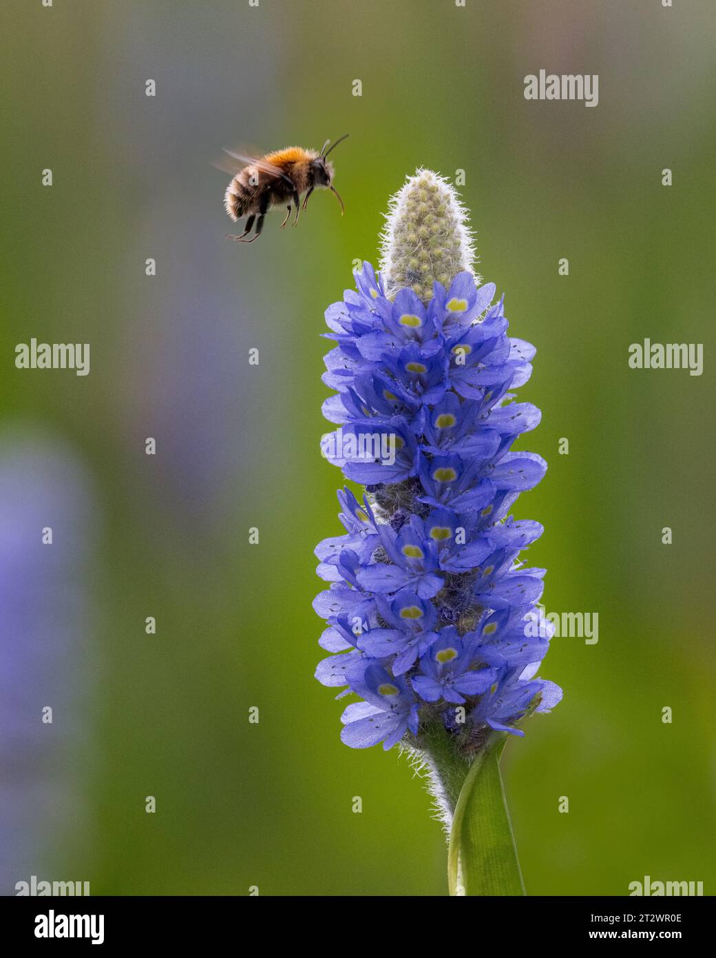 Abeille cardée commune (Bombus pascuorum) sur Weed de Pickerel (Pontederia cordata) Banque D'Images