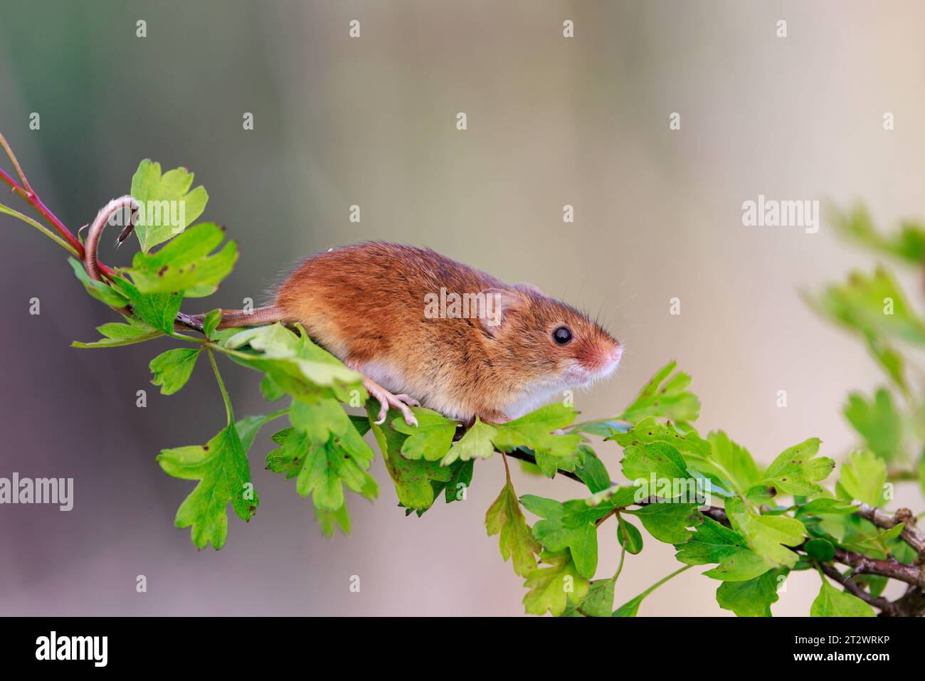 Souris des moissons eurasiennes [ Micromys minutus ] animal captif sur tige d'aubépine Banque D'Images