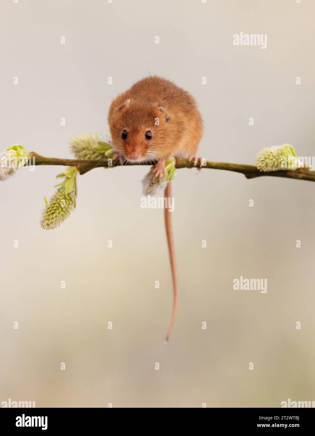 Souris des moissons eurasiennes [ Micromys minutus ] animal captif sur tige de saule Banque D'Images