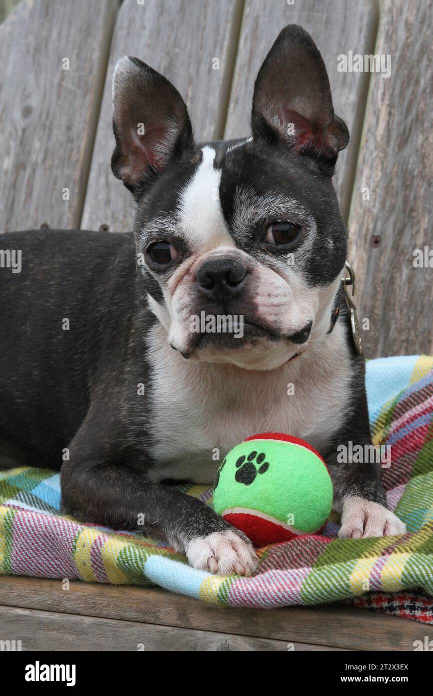 Boston Terrier allongé sur un banc avec une balle entre les pattes Banque D'Images