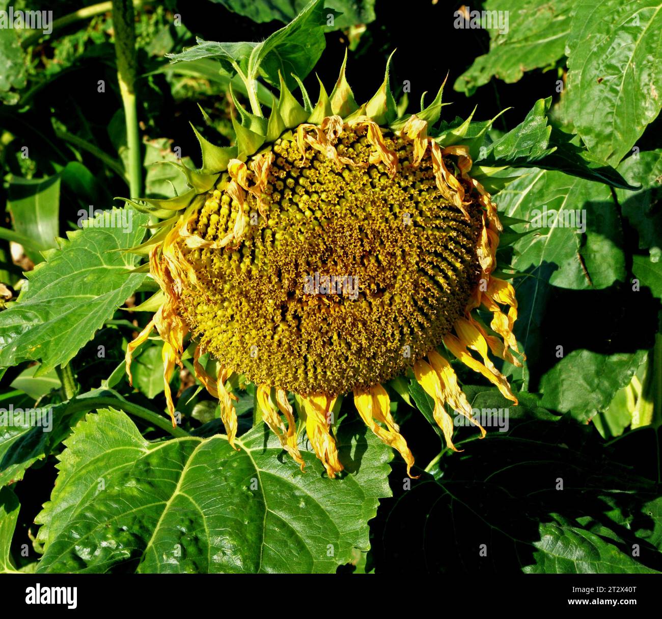 Tournesol, tête de graine, tournesols, plante productrice d'huile, fleur, graines Banque D'Images