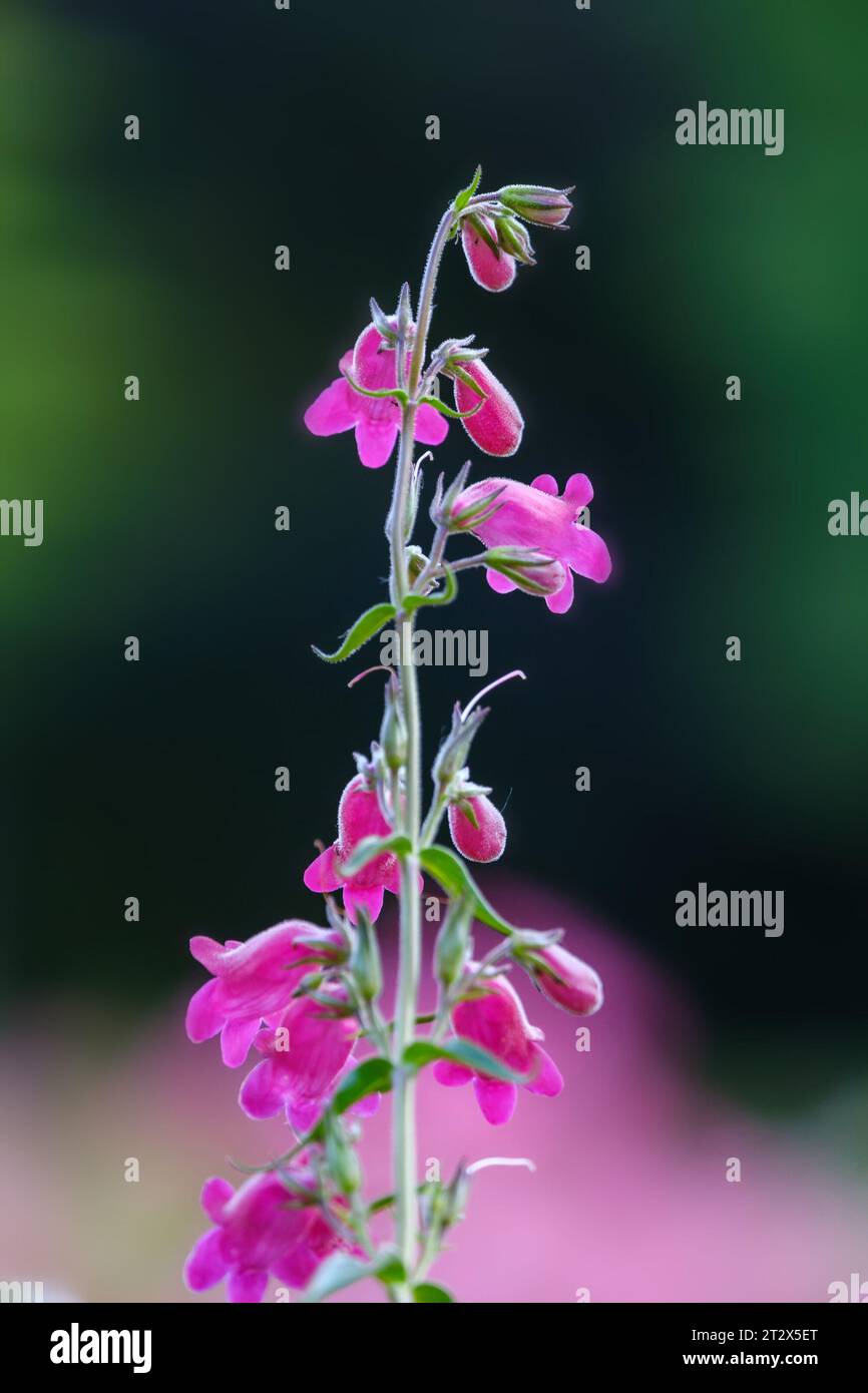 Gros plan de penstemon schoenholzeri ou penstemon firebird fleurissant au printemps. Banque D'Images