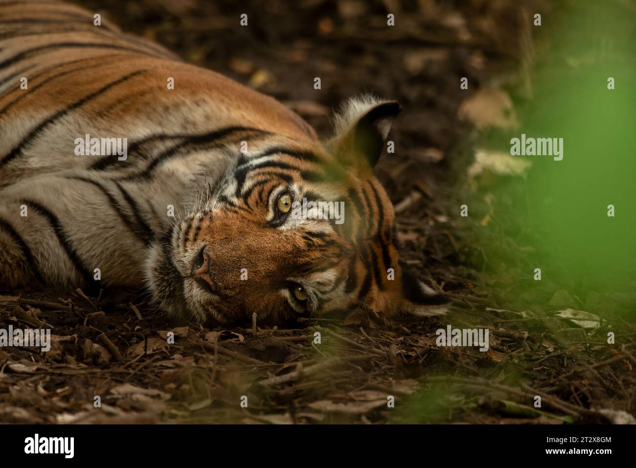 Une tigresse couchée sur le sol forestier de la zone no. 2 au parc national de Ranthambore, Rajasthan, Inde Banque D'Images