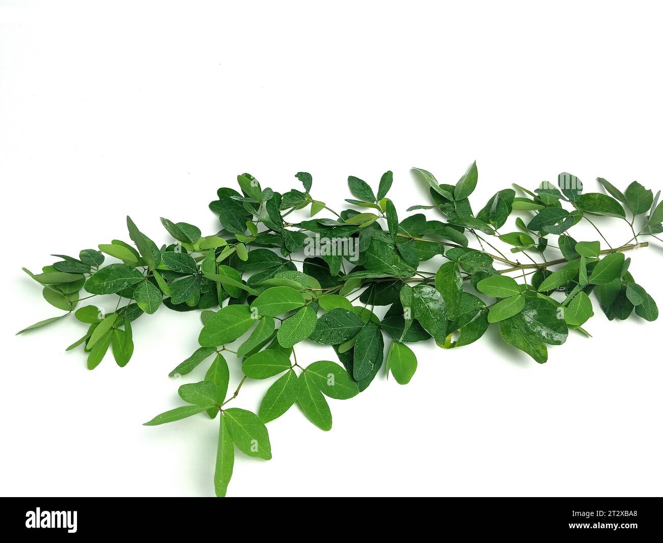 Belles feuilles de perles noires avec des gouttes de rosée pendantes sur un fond blanc. Pithecellobium unguis-cati (L.) Benth est distribué au Mexique, Pérou, Nort Banque D'Images