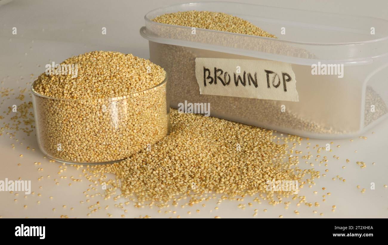Grains de millet Browntop conservés dans un récipient de stockage et un bol en verre rempli à bord, mettant en valeur ses grains sains, idéal pour illustrer la santé Banque D'Images
