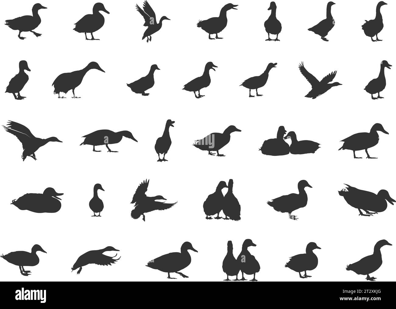 Silhouettes de canard, silhouette de canard colvert, silhouette de colvert, svg de colvert, silhouette de canard volant, silhouette de chasse de canard, icône de canard, vecteur de canard ill Illustration de Vecteur