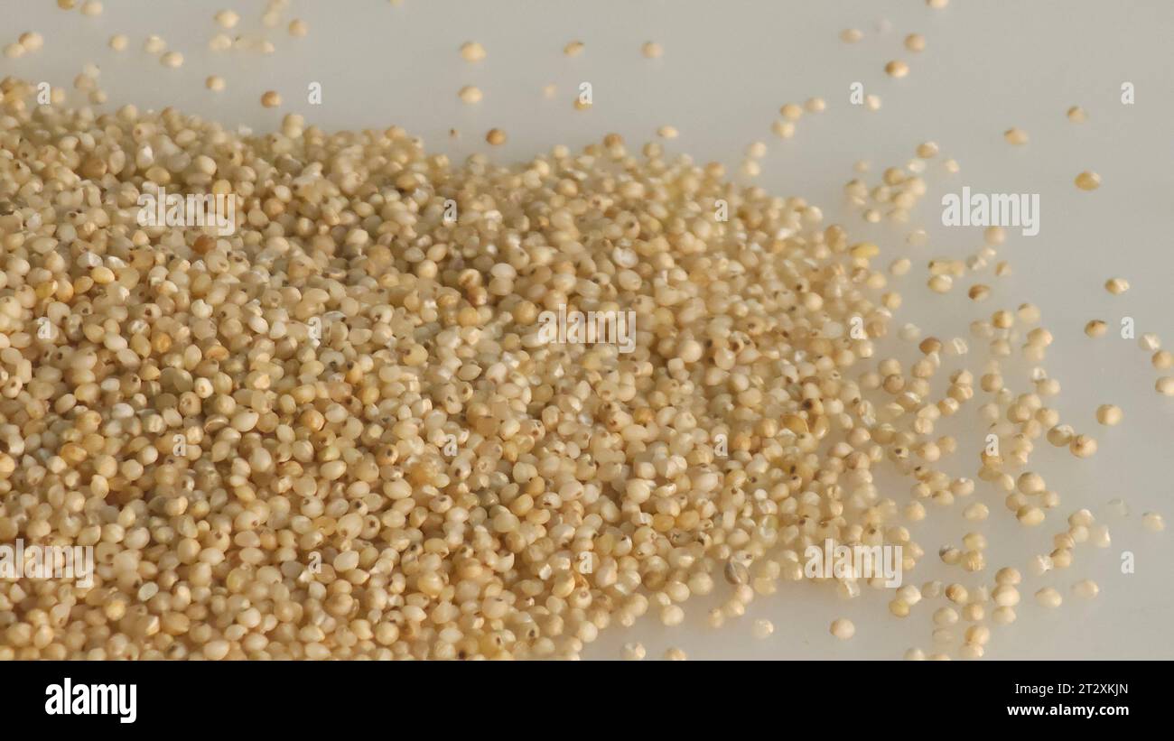 Gros plan de millet de banyard, un grain sain, mettant en valeur les petits grains ronds pâles avec une teinte dorée, ressemblant à de minuscules perles. Tiré sur le dos blanc Banque D'Images