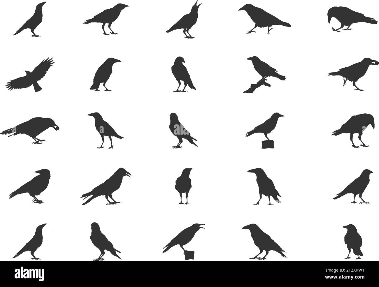 Silhouettes de Carrion Crow, silhouettes de Carrion Crow Flying, silhouettes de Crow, Carrion Crow SVG, Carrion Crow Vector Set Illustration de Vecteur