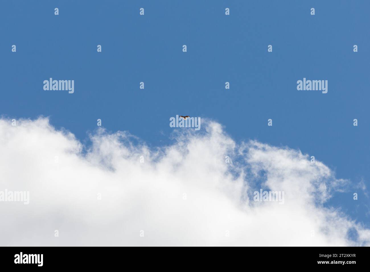 L'oiseau cerf-volant, illuminé par le soleil, s'élève au-dessus des nuages blancs Banque D'Images