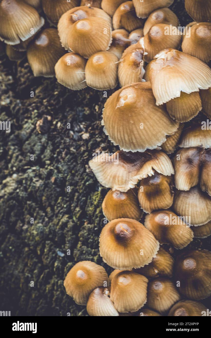 Champignons Mycena Inclinata sur le plancher boisé de Piddington Wood dans le Buckinghamshire. Banque D'Images