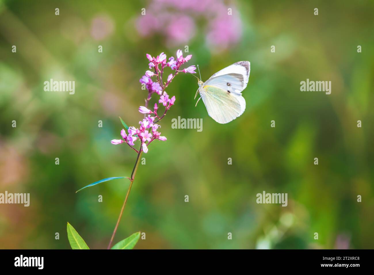 Beau et beau fond doux avec un insecte papillon sur une fleur Banque D'Images