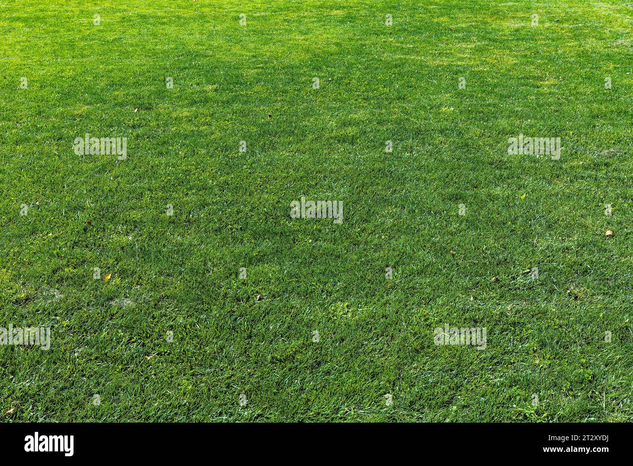 Pelouse avec de l'herbe verte sous la forme d'une pelouse. Banque D'Images