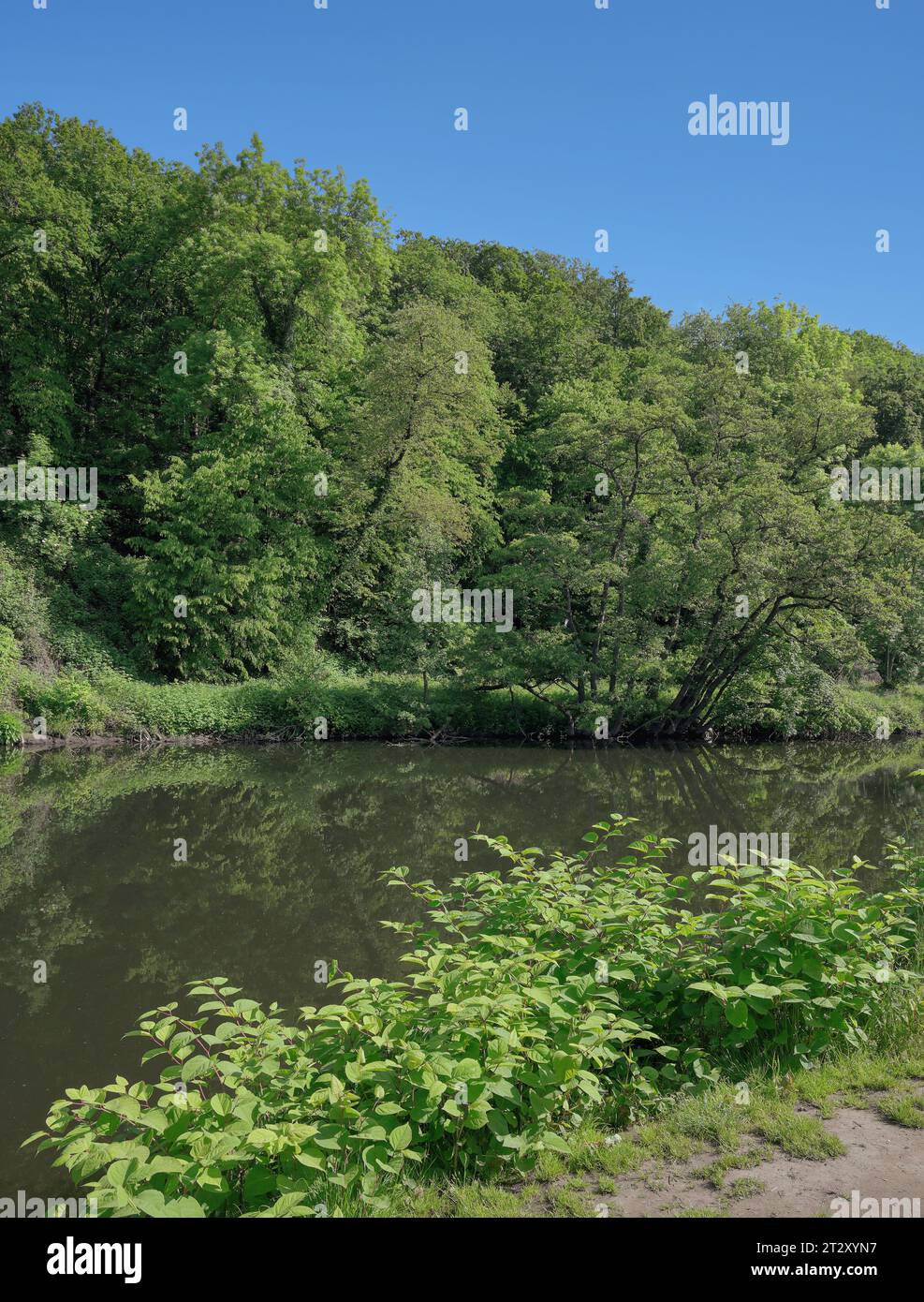 Japonais Knotweed ---Fallopia japonica--,River Wupper,Bergisches Land,Allemagne Banque D'Images