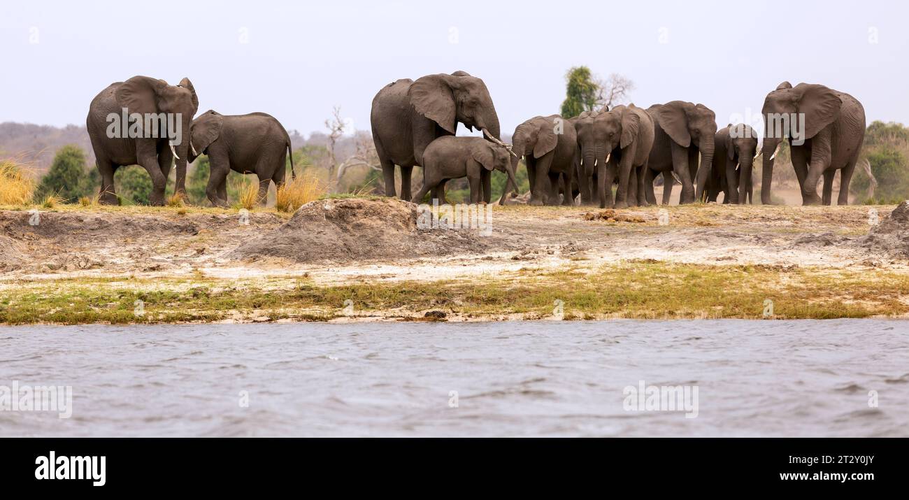 Des éléphants et un bébé dans le parc national de Chobe de la rivière Cuando ou Kwando, Botswana, Afrique Banque D'Images