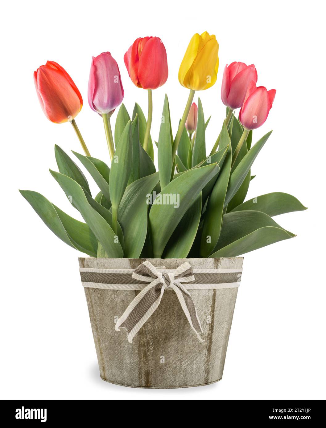 Fleurs de tulipes dans le vase isolé sur fond blanc Banque D'Images