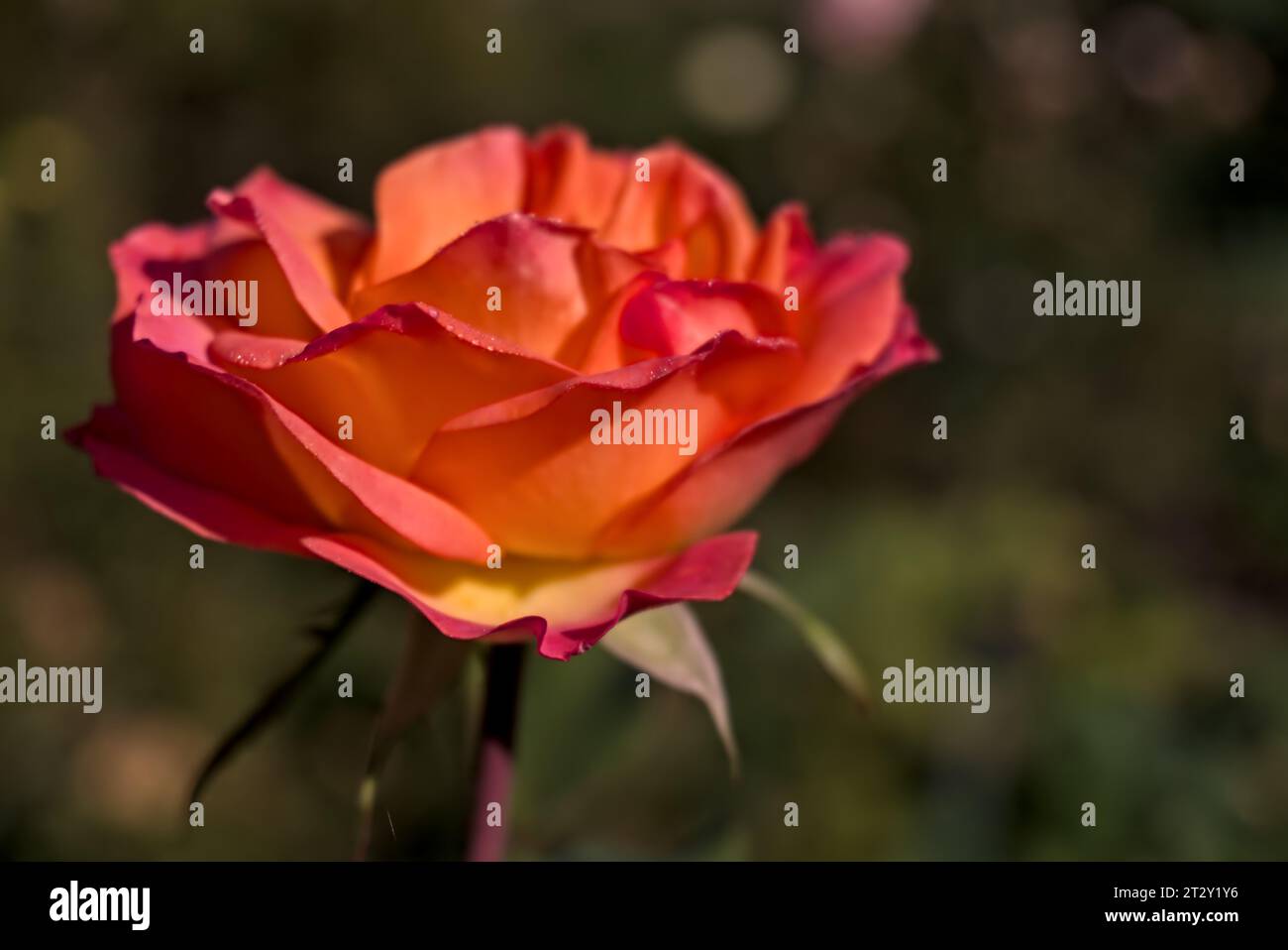 Superbe rose de trois couleurs avec des gouttes de rosée sur ses pétales rouge, orange et jaune, gros plan Banque D'Images