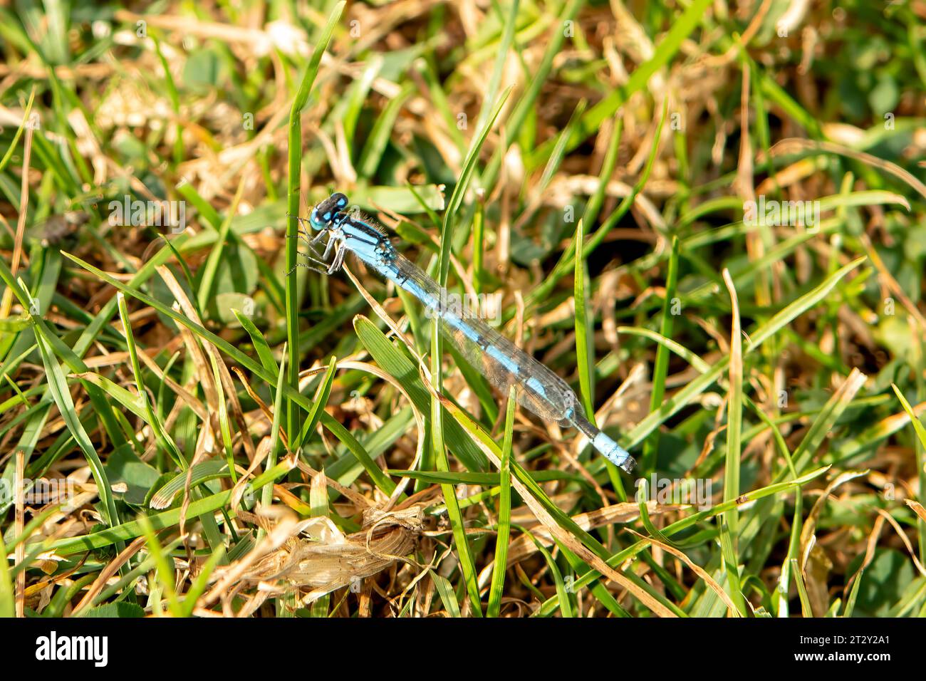 Bleue, Enallagma atricollis Banque D'Images