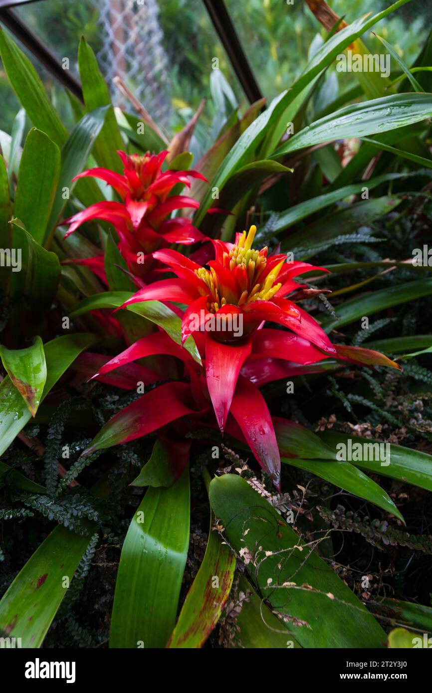 Fleurs tropicales dans un jardin botanique Banque D'Images