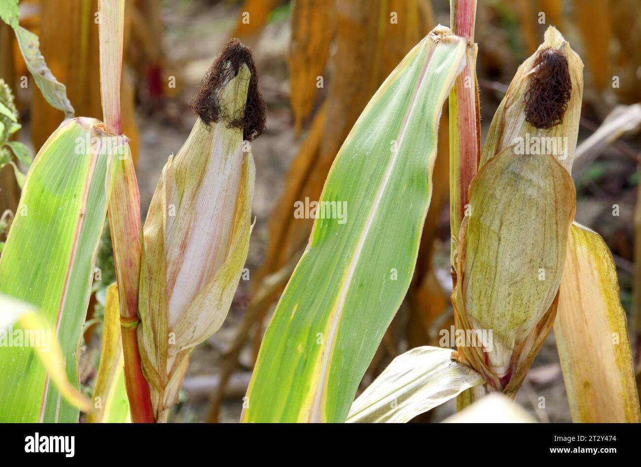 Berlin - Deutschland. Trockenes Maisfeld. *** 24 09 2023, Berlin, Allemagne. 24 septembre 2023. Champ de maïs sec crédit : Imago/Alamy Live News Banque D'Images