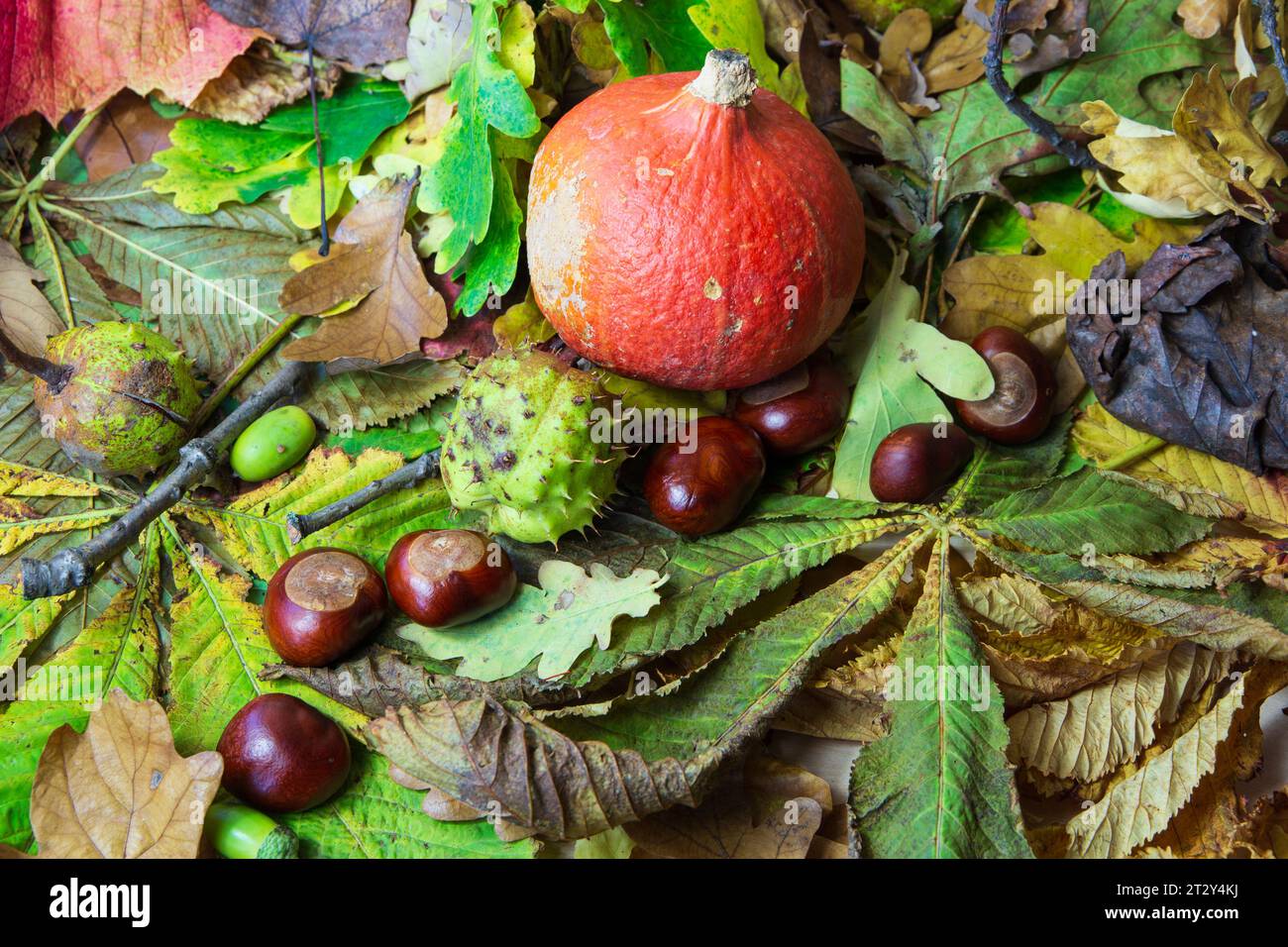 Une nature morte d'automne de citrouilles et de feuilles d'automne Banque D'Images