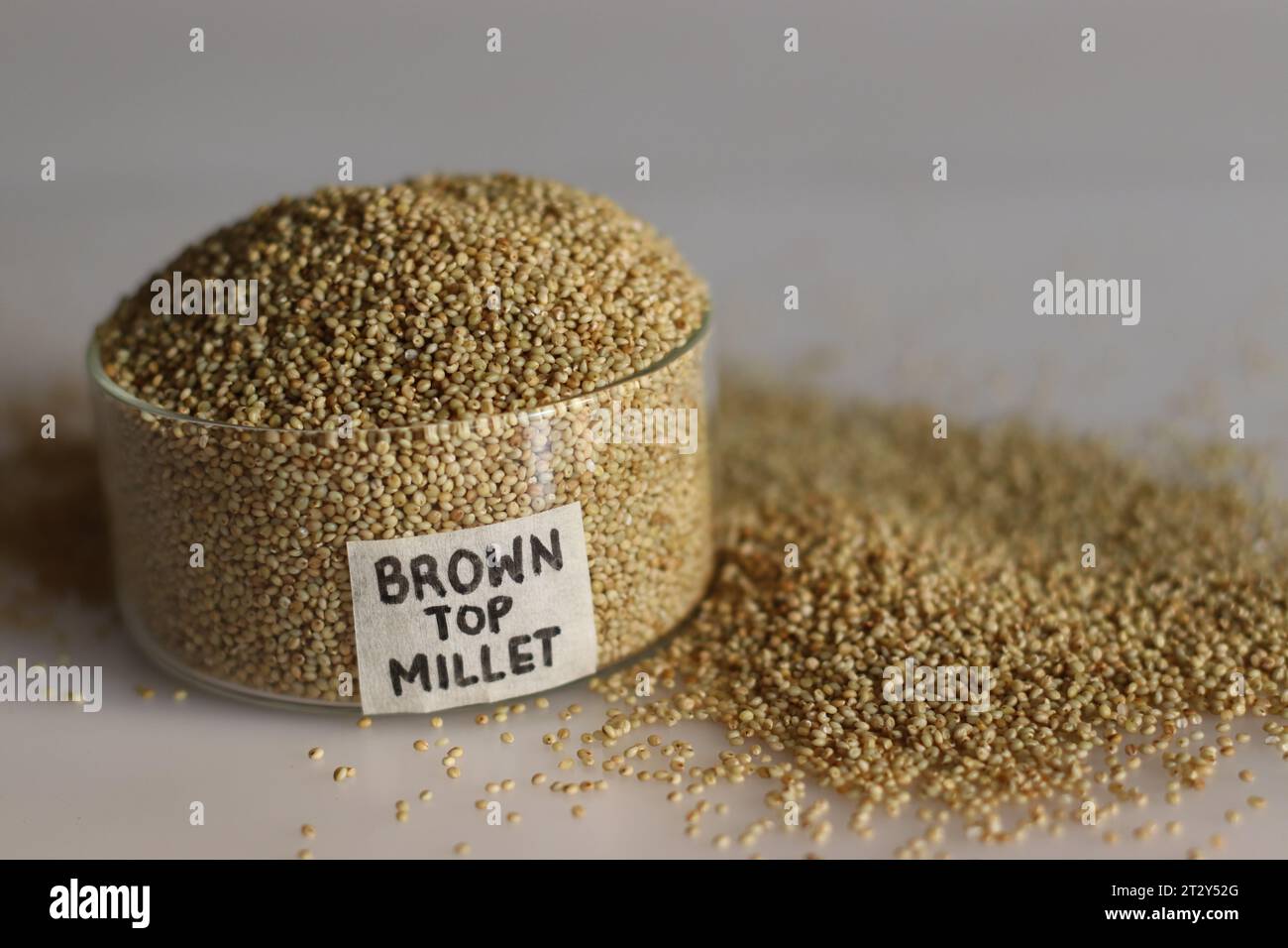 Gros plan de grains de millet browntop dans un bol en verre vierge avec étiquette sur elle remplie à bord, mettant en valeur ses grains sains, idéal pour illustratin Banque D'Images