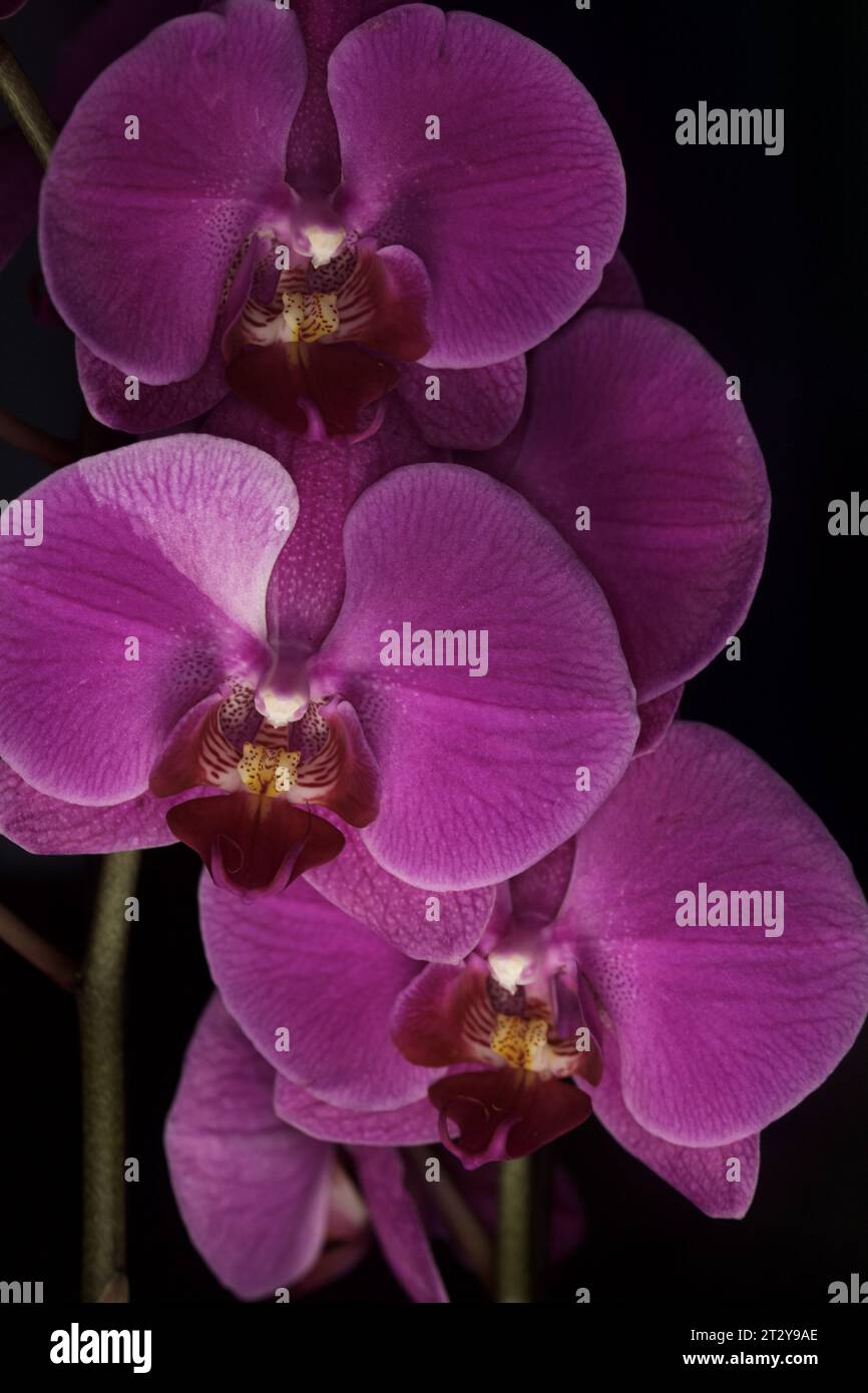 Orchidée Phalaenopsis en fleur vue de près Banque D'Images
