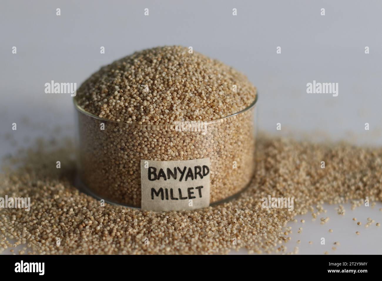 Gros plan de millet banyard, un grain sain, dans un bol en verre avec étiquette sur elle remplie à bord, pour mettre en valeur les petits grains pâles de forme ronde avec un Banque D'Images
