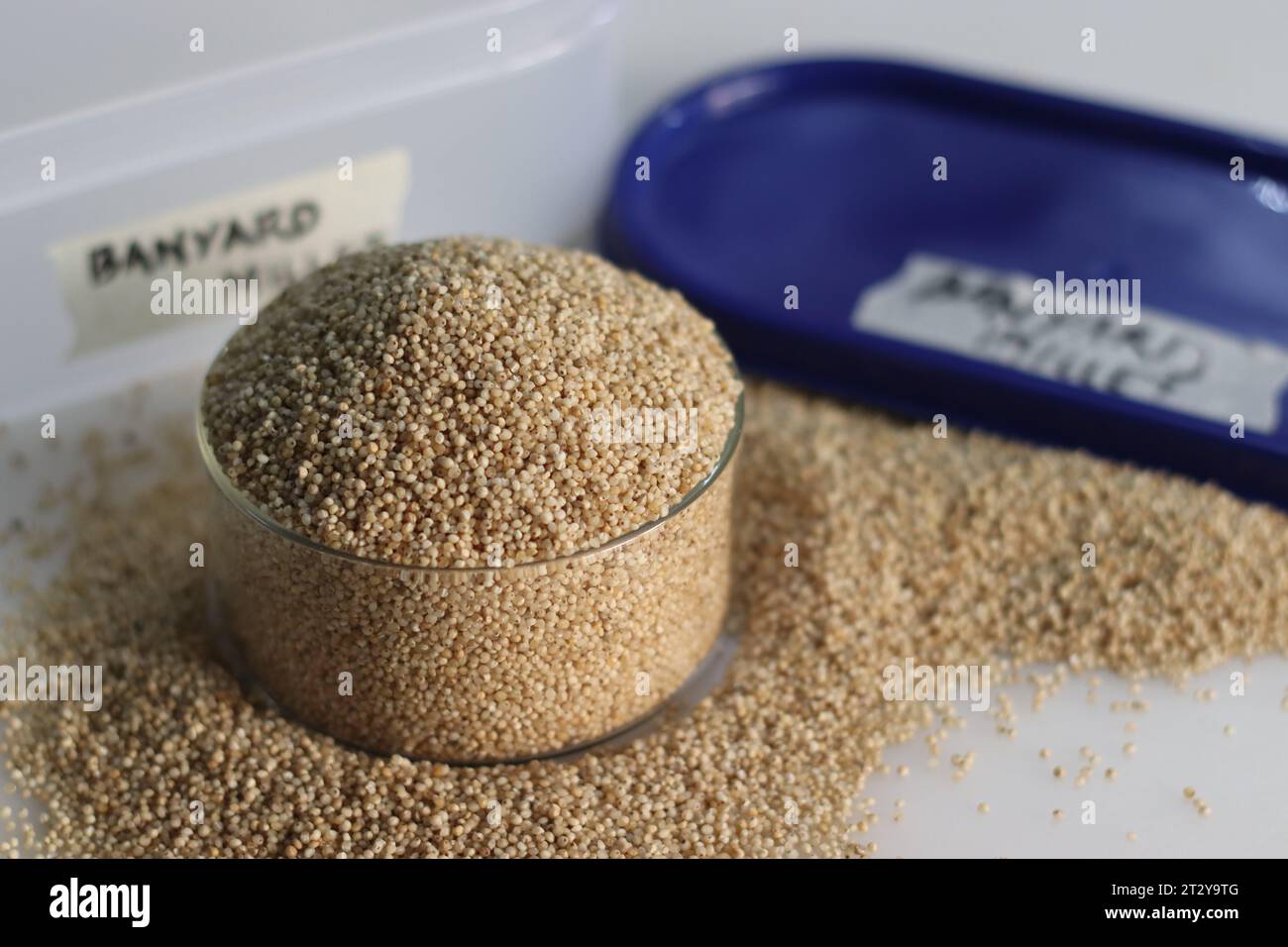 le millet de banyard, un grain sain, dans un bol en verre rempli à ras bord, pour mettre en valeur les petits grains pâles de forme ronde avec une teinte dorée Banque D'Images