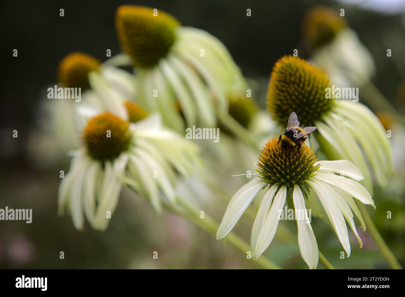 Arbuste d'échinacée en fleur vu de près Banque D'Images