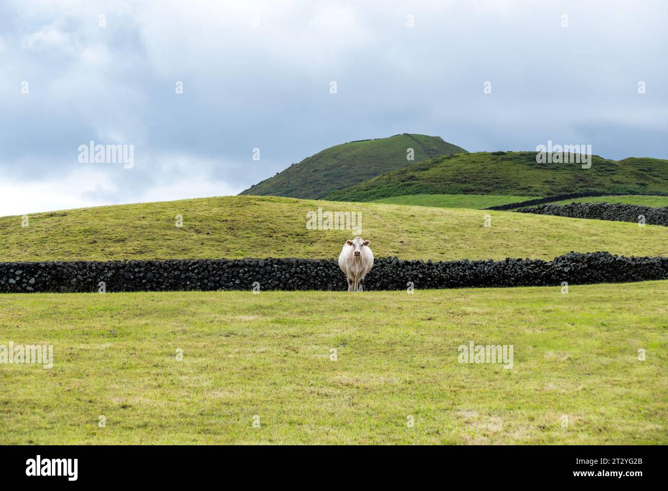 une vache à viande solitaire dans un pré azorien. Paysage rural des Açores Banque D'Images
