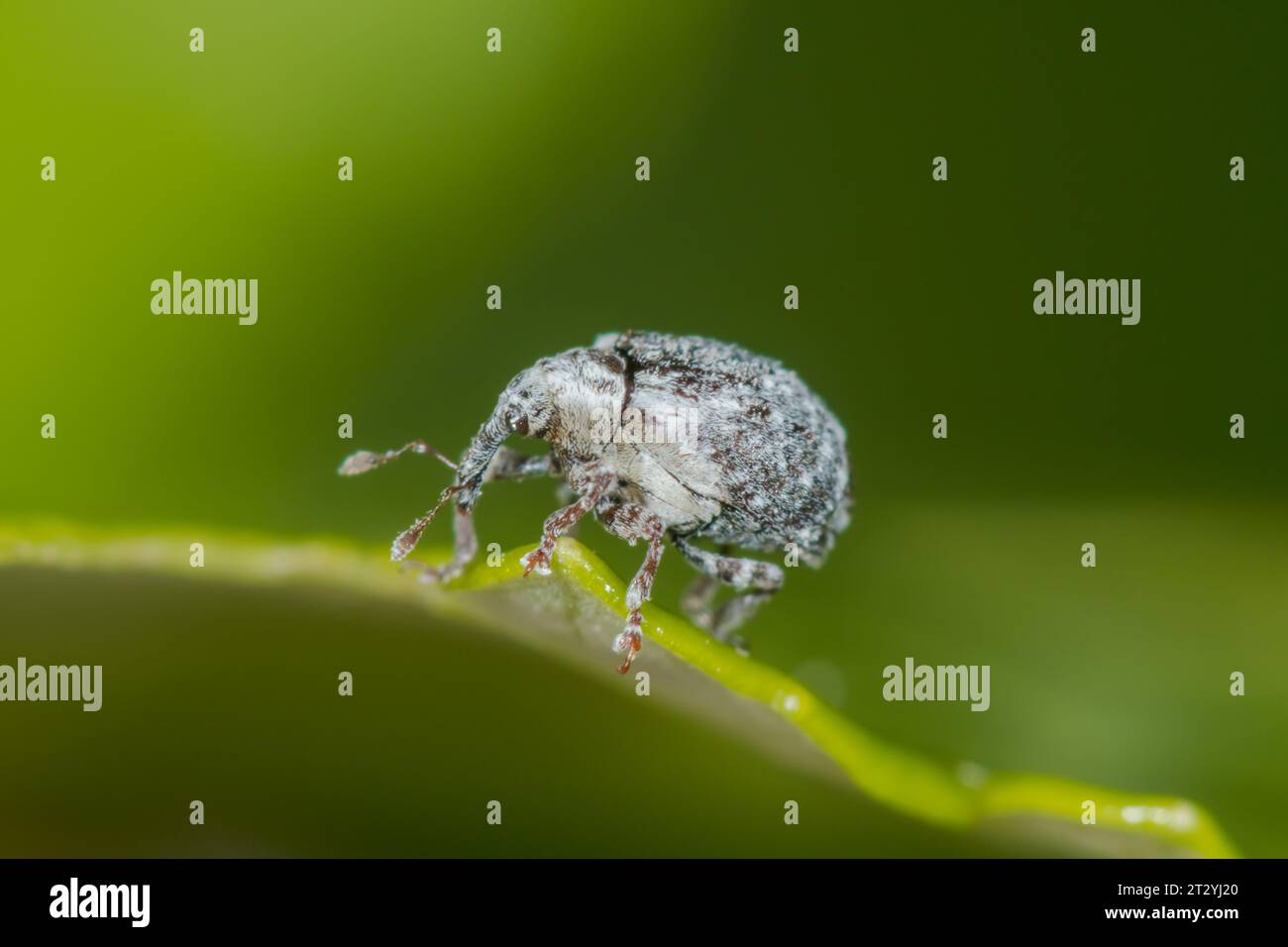 Figwort Weevil 3mm (Cionus alauda), CURCULIONIDAE. Sussex, Royaume-Uni Banque D'Images