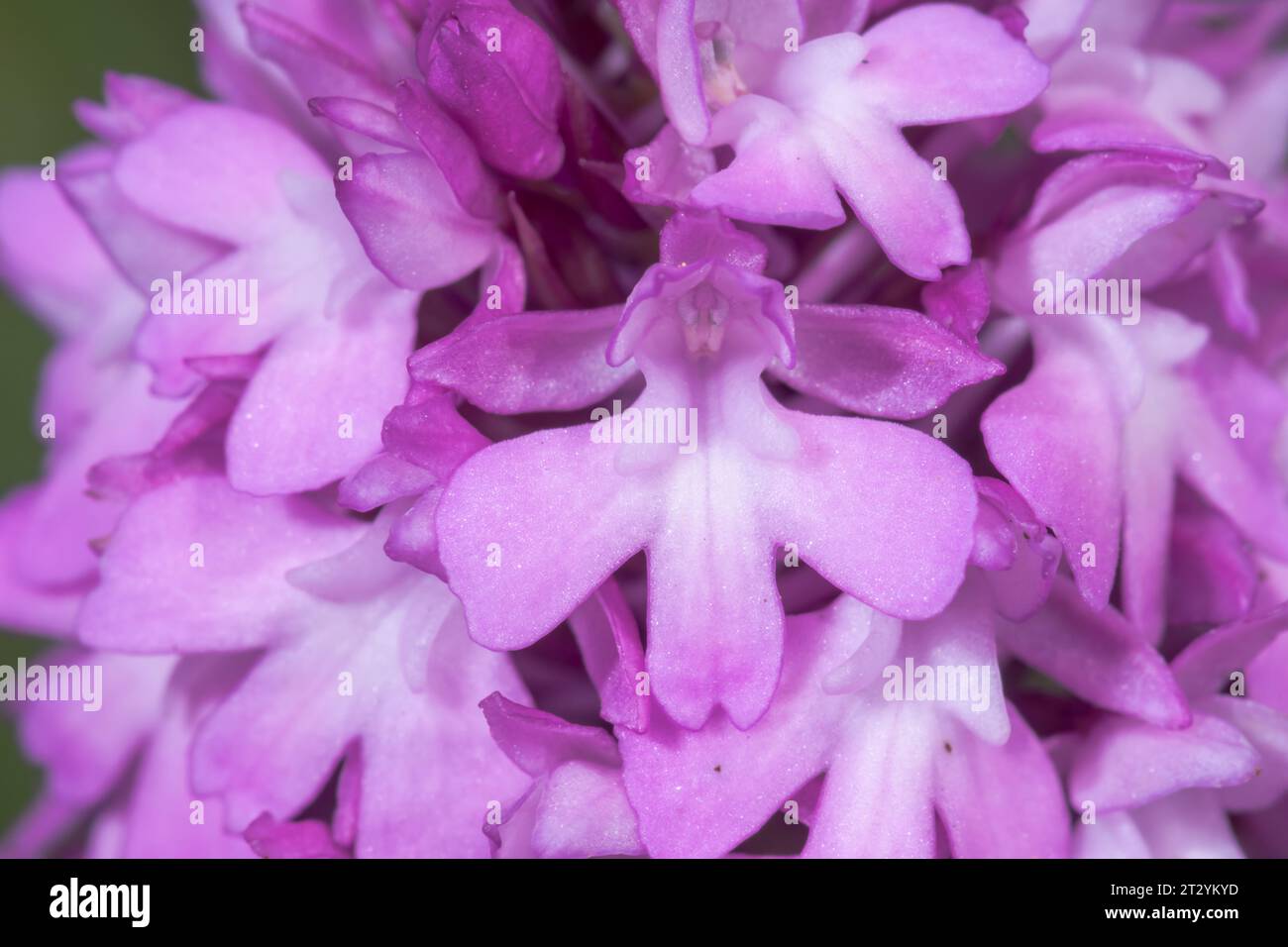 Fleurs pyramidales d'orchidées (Anacamptis pyramidalis), Orchidaceae. Sussex, Royaume-Uni Banque D'Images