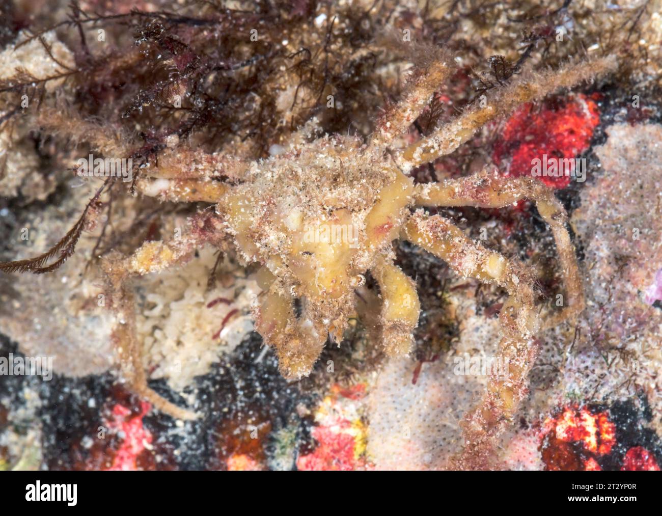 Crabe araignée Scorpion camouflé avec des éponges (Inachus dorsettensis), Inachidae, Decapoda, crustacé. Sussex, Royaume-Uni Banque D'Images