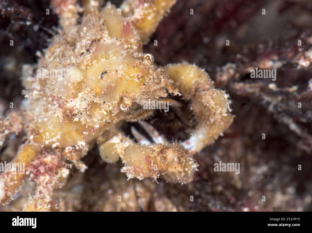 Crabe araignée Scorpion camouflé avec des éponges (Inachus dorsettensis), Inachidae, Decapoda, crustacé. Sussex, Royaume-Uni Banque D'Images