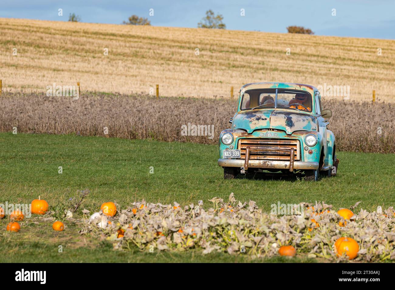 Une camionnette vintage remplie de citrouilles à Kilduff Farm Pumpkin patch, East Lothian, Écosse, Royaume-Uni Banque D'Images